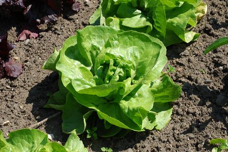 Lactuca sativa var. capitata, Kopfsalat.