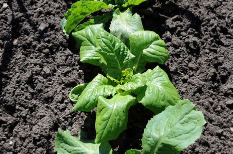 Lactuca sativa longifolia. Römersalat.  