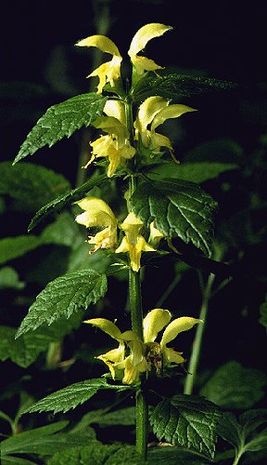 Lamium galeobdolon, Goldnessel