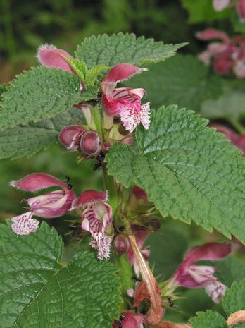 Lamium orvala,  Nesselkönig