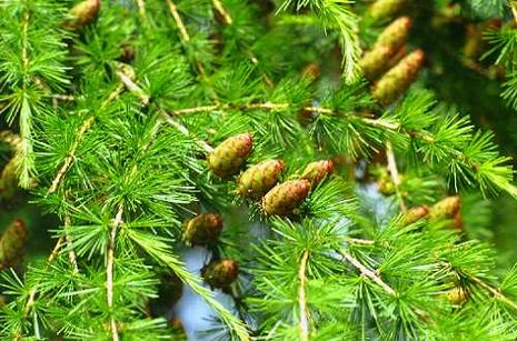 Larix decidua, Lärchen