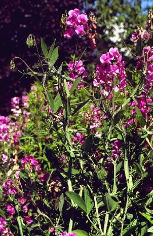 Lathyrus odoratus, Edelwicken