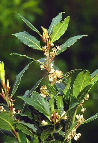 Laurus nobilis, Lorbeer