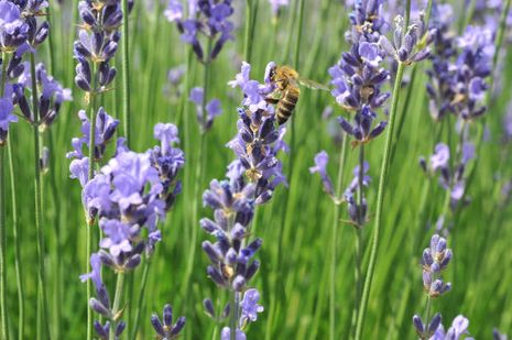 Lavandula angustifolia, Lavendel