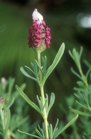 Lavandula stoechas, Schopflavendel 