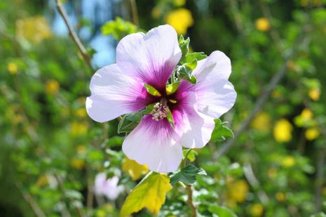 Lavatera maritima, Strauchmalve