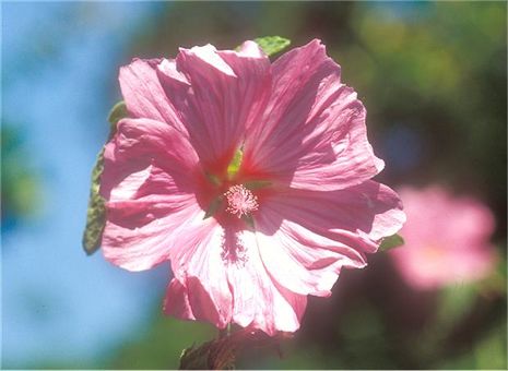 Lavatera maritima, Strauchmalve