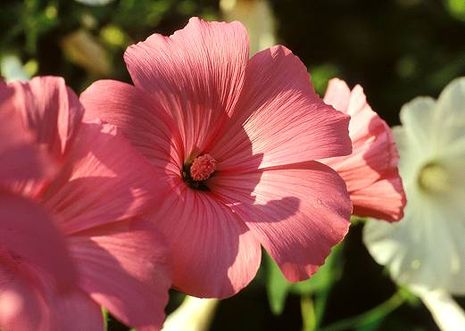 Lavatera trimestris, Dreimonatspappel