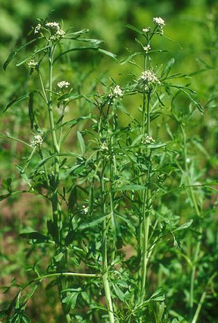 Lepidium sativum, Gartenkresse