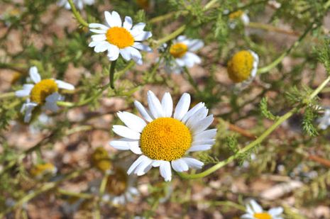 Leucanthemella Serotina (früher: Chrysanthemum serotinum). Wucherblume, Oktobermargerite, Herbstmargerite. 