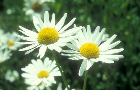 Leucanthemum vulgare (früher Chrysanthemum leucanthemum). Maistern, gemeine Wucherblume, Wiesenmargerite, Weiße Frühjahrs- oder Sommermargerite. 