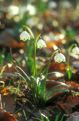 Leucojum vernum, Wildform des Märzenbechers