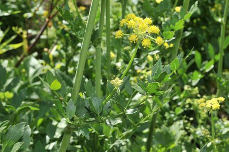 Levisticum officinale, Liebstöckel