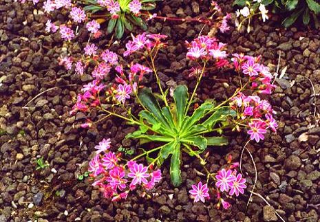 Lewisia cotyledon, Bitterwurz