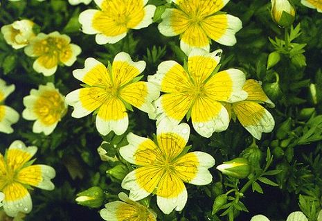 Limnanthes douglasii,  Sumpfblume