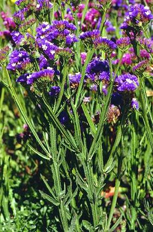 Limonium sinuatum, Staticen