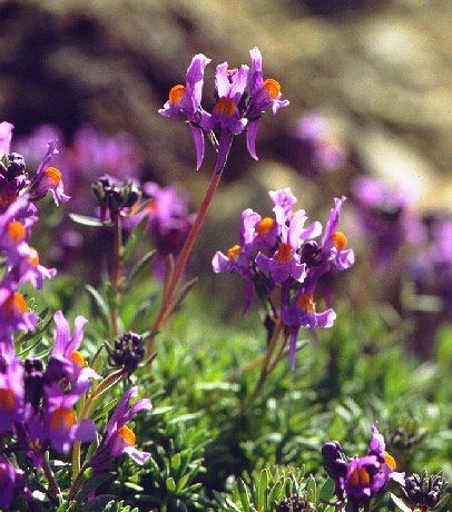 Linaria alpina, Leinkraut