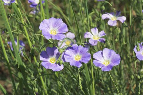 Linum austriacum, Flachs