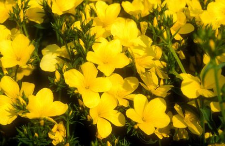 Linum flavum Compactum, Goldflachs