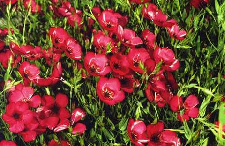 Linum grandiflorum, grossblütiger Lein