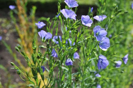 Linum usitatissimum, Leinsamen