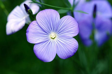 Linum usitatissimum, Leinsamen