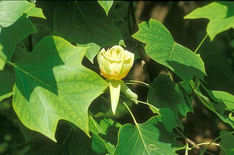 Liriodendron tulipifera, Tulpenbaum