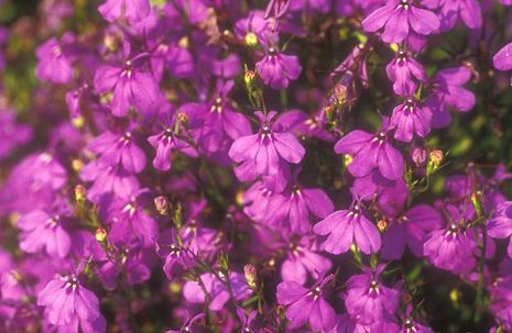 Lobelia, Männertreu