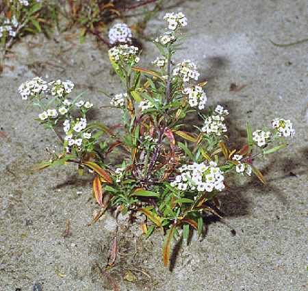 Lobularia maritima,  Steinkraut