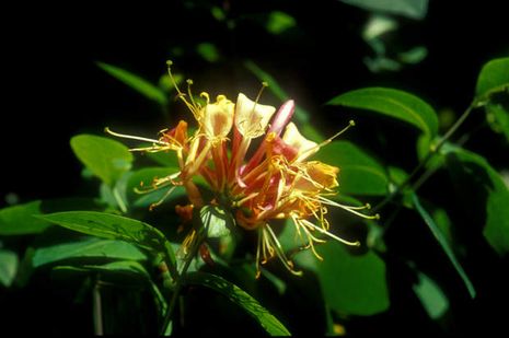 Lonicera caprifolium, Jelängerjelieber