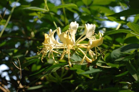 Lonicera periclymenum, Waldgeißbart