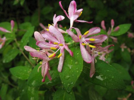 Lonicera tatarica, Tatarische Heckenkirsche