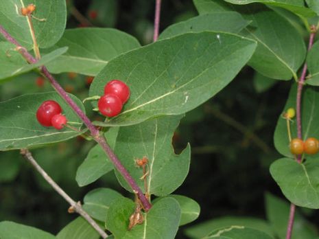 Lonicera tatarica, Tatarische Heckenkirsche