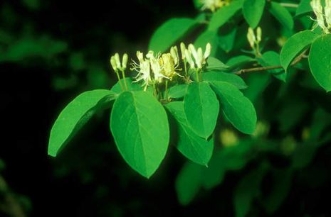 Lonicera xylosteum, gewöhnliche Heckenkirsche