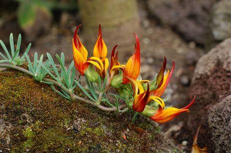 Lotus maculatus, Hornklee