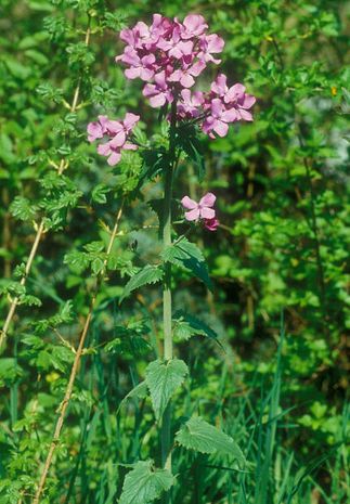 Lunaria annua, Silberblatt