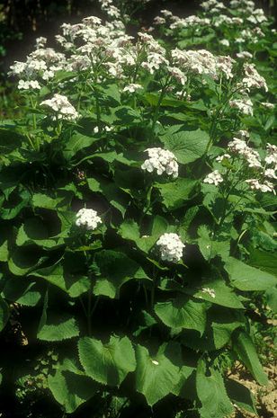 Lunaria rediviva, Silberblatt