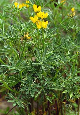 Lupinus luteus, Lupine