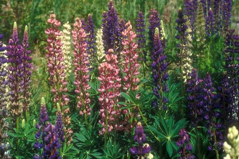 Lupinus polyphyllus, Gartenlupine