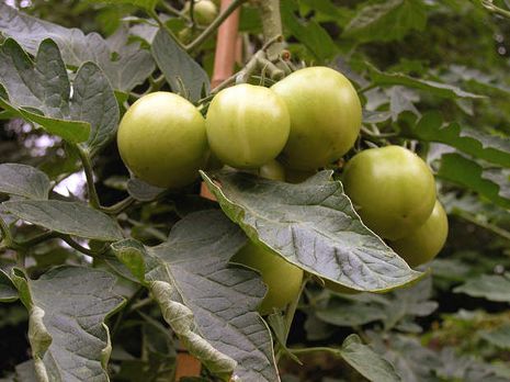 Solanum lycopersicum, Tomaten grün