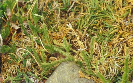 Lycopodium clavatum, Bärlapp