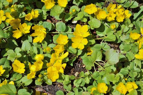 Lysimachia nummularia, Münzkraut