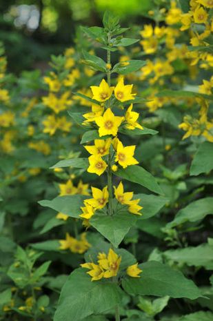 Lysimachia punctata, Münzkraut