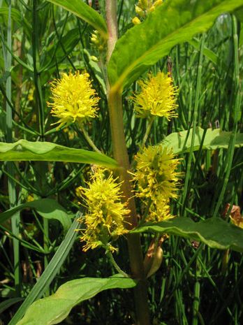 Lysimachia thyrsiflora, Goldfelberich