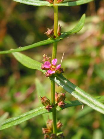 Lythrum hyssopifolia,ysopblättriger Weiderich 