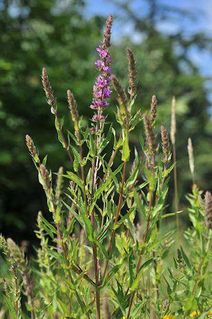 Lythrum salicaria