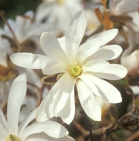 Magnolia stellata, Sternmagnolien 