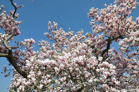 Magnolia x soulangiana, Gartenmagnolie, Tulpenmagnolie
