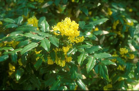 Mahonia aquifolium, Ilexblättrige Mahonie