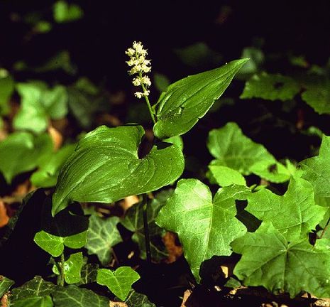 Maianthemum, Schattenblume